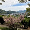 花見を兼ねて、また和歌山の神社へ鑑定を受けに。の画像