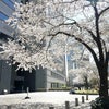 77%ぶどうパンと学校の桜の画像