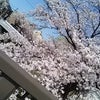 桜が満開です。(^^♪の画像