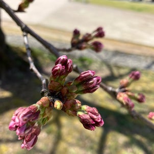 桜咲く！の画像