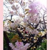 間に合いました❣「いつも逢いに行く桜たち」2024　雨宝院の画像