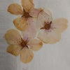 今年の桜の押し花の画像
