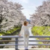 関西お花見名所　亀岡 七谷川 和らぎの道の桜でお花見の画像