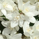 『＊新緑に咲く純白の花木たち＊』の記事より