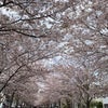 段葛の桜の画像