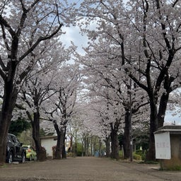 画像 上野公園で桜 の記事より 14つ目