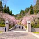 幻想的！桜色に染まるトンネル「MIHO MUSEUM」の記事より