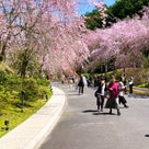 幻想的！桜色に染まるトンネル「MIHO MUSEUM」の記事より