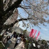 今年は桜をたくさん見ることができましたの画像