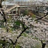 まだまだ、桜はがんばってます…の画像