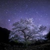 ⭐夜桜と星空/Night cherry blossoms and starry sky⭐️の画像