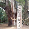 気づきのシェア    日本一の大杉の画像