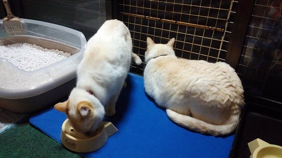 兄弟猫にニャルソックを任せ、食事してる白猫