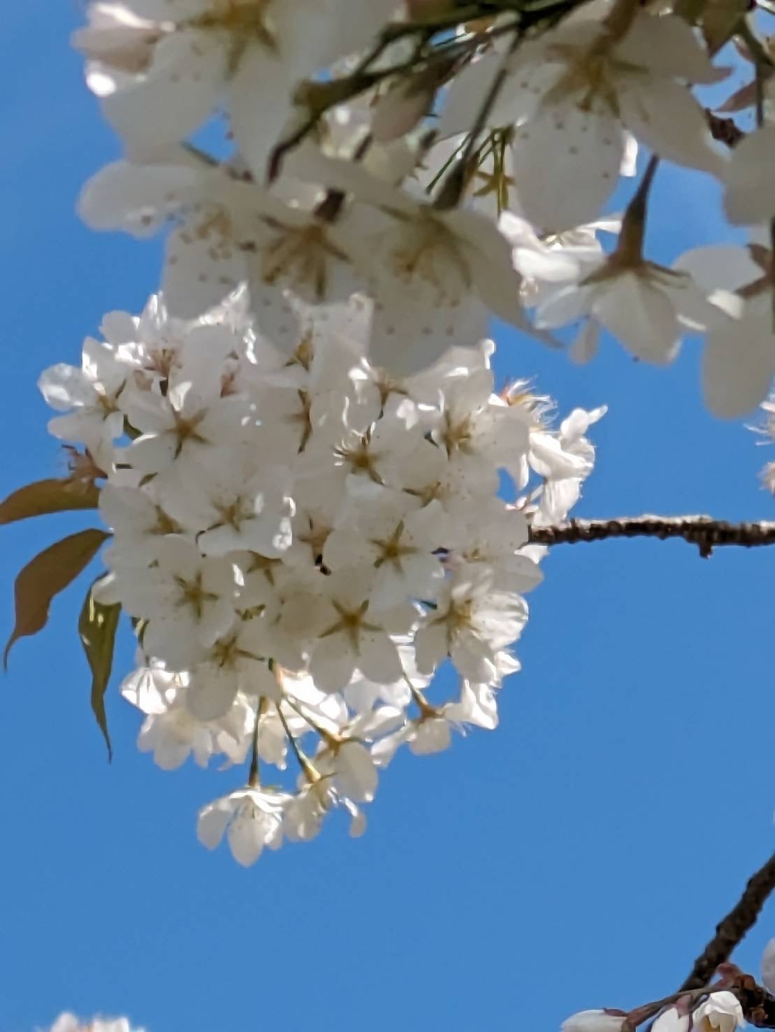 『＊東大寺境内に咲く桜＆おかっぱ桜＊』の記事より