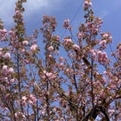 『＊東大寺境内に咲く桜＆おかっぱ桜＊』の記事より