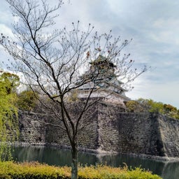 画像 大阪城に花見にいく の記事より 5つ目