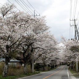 画像 満開の桜（千振街道） の記事より 3つ目