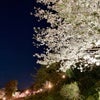 【日曜日のお花見②】夜桜を見に行こう！の画像