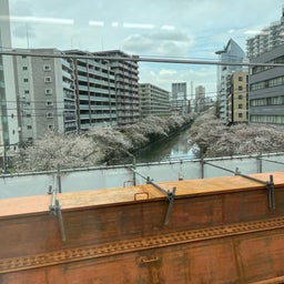 画像 東京で見た桜 の記事より 1つ目