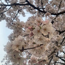 画像 今年の桜も・・ の記事より