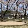 桜吹雪のお花見の画像