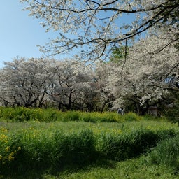 画像 昭和記念公園の桜 2024.04.10 の記事より 7つ目