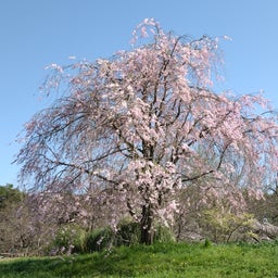 画像 昭和記念公園の桜 2024.04.10 の記事より 10つ目