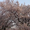桜を見に行くの画像