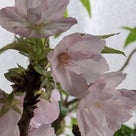 『＊新緑に咲く純白の花木たち＊』の記事より