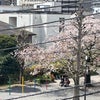季節は桜からツツジに…の画像