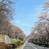茅野市運動公園の桜〜満開間近だよ！の画像