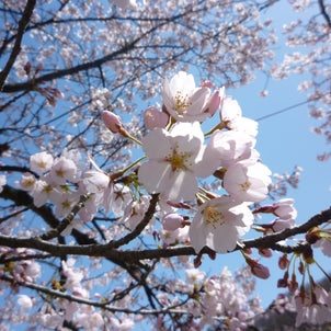 お花見（桜）の画像