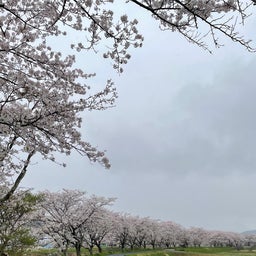 画像 桜が問いかけてくる② の記事より 5つ目
