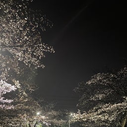 画像 桜が問いかけてくる② の記事より 3つ目