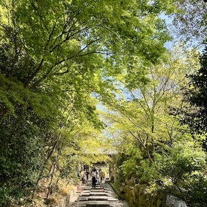 高台寺 ねねの道！（桜の京都）６の画像