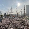 2024/04/08 桜の風景 ～ 横浜ランドマークタワー周辺の画像