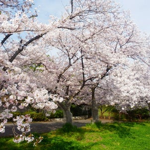 大仙公園の桜(同時咲き)の画像