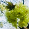 緑色の桜を観に行こう【東京】の画像