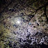 夜桜見物の画像