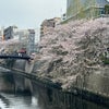 桜の画像をお届けの画像