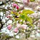 ★【桜写真】　春を感じて、心や身体の動きを感じてみようの記事より
