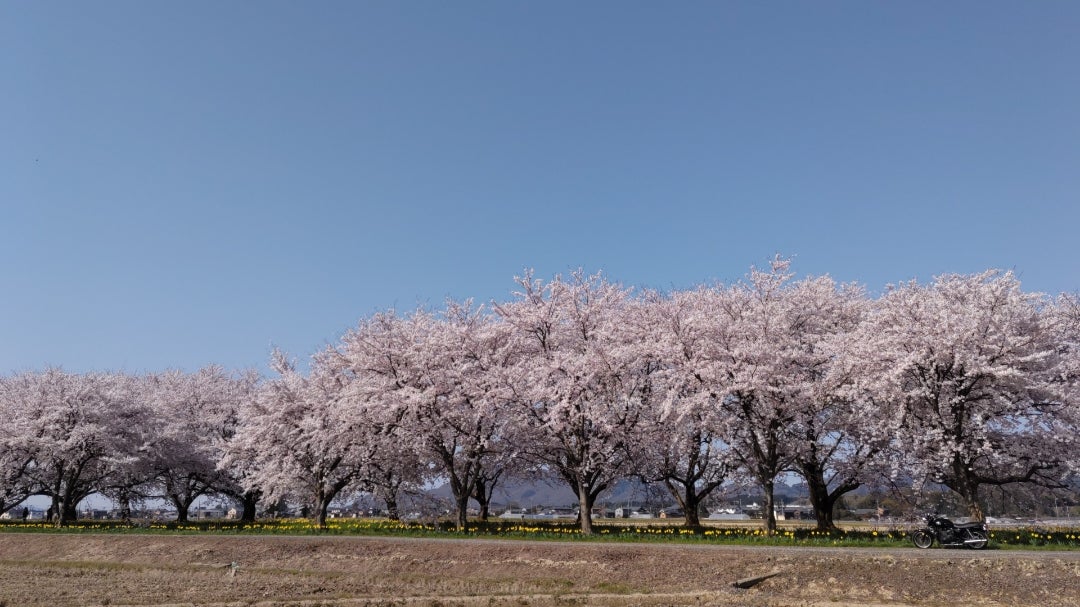 青空を見上げたら満開の桜がそこにあったの記事より