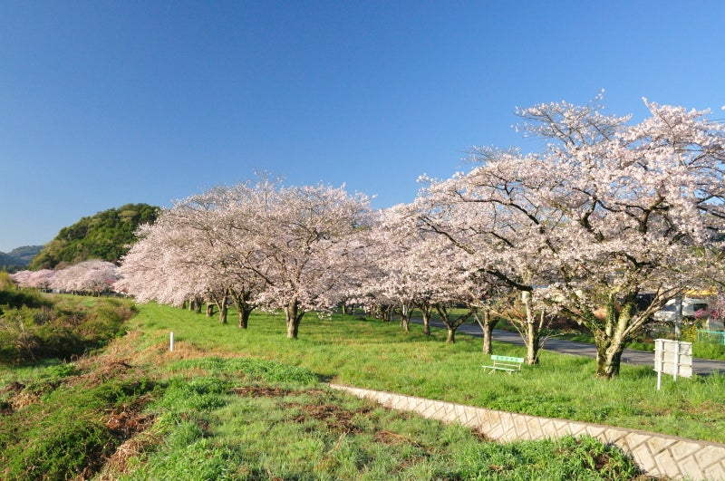宮の桜183