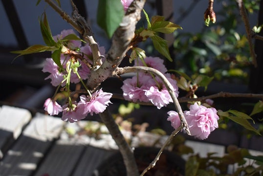 盆栽の八重桜