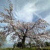 琵琶湖平安楼の桜の画像