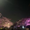 桜が降る夜はの画像
