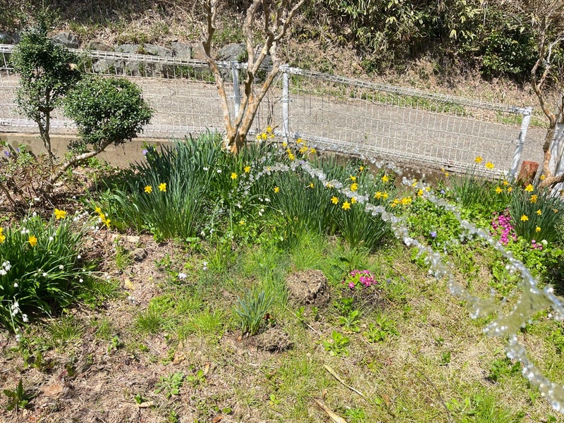 福知山市三和町にある別荘の庭の花
