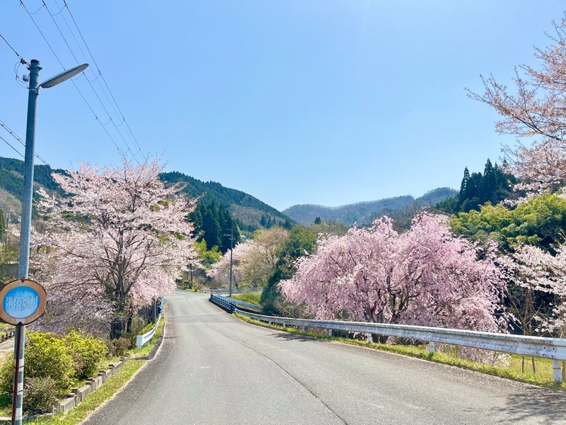 三和町の満開の桜
