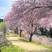 名倉の桜並木 2024年の桜見納めかな〜