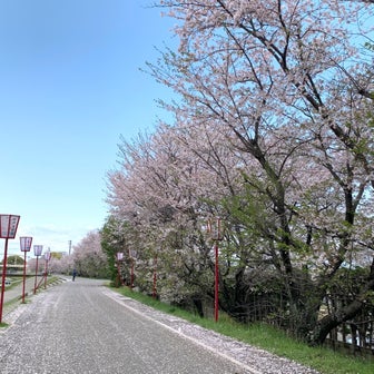 桜めぐり 2024⑥武丈公園